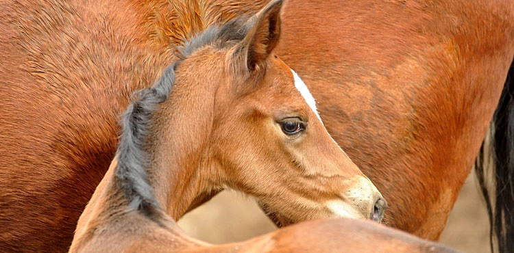 Trakehner Filly by Saint Cyr out of Pr. u. StPrSt. Karena by Freudenfest - Foto: Beate Langels, Trakehner Gest t H melschenburg