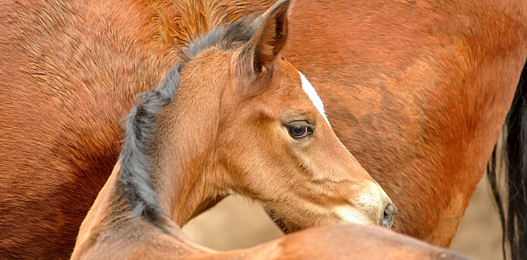 Trakehner Filly by Saint Cyr out of Pr. u. StPrSt. Karena by Freudenfest - Foto: Beate Langels, Trakehner Gestt Hmelschenburg