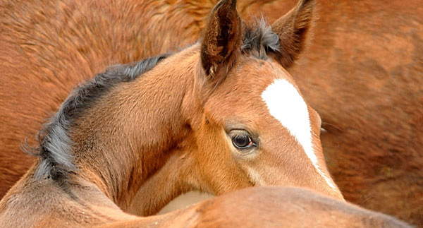 Trakehner Stutfohlen von Saint Cyr u.d. Prmien- und Staatsprmienstute Karena v. Freudenfest - Foto: Beate Langels, Trakehner Gestt Hmelschenburg