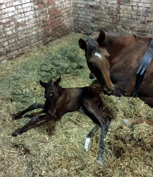 Trakehner Hengstfohlen von Saint Cyr u.d. Mette v. Buddenbrock, Foto: Simone Rntgen