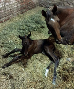 Trakehner Hengstfohlen von Saint Cyr x Buddenbrock - Foto: Simone Rntgen