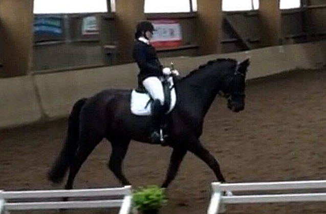 Ehramo von Alter Fritz x Kostolany und Aileen im Februar 2016 - Foto: Kluge - Trakehner Gestt Hmelschenburg