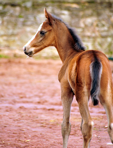  - Foto: Beate Langels - Trakehner Gestt Hmelschenburg