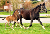 Impressionen vom Februar 2020 - Trakehner Gestt Hmelschenburg 2020 - Foto: Beate Langels