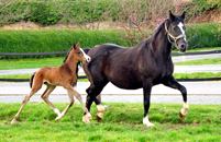 Impressionen vom Februar 2020 - Trakehner Gestt Hmelschenburg 2020 - Foto: Beate Langels