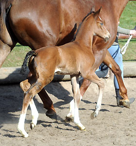 Trakehner Stutfohlen von Singolo u.d. Pr. u. StPrSt. Klassic v. Freudenfest u.d. Elitestute Kassuben v. Enrico Caruso - Gestt Hmelschenburg - Beate Langels