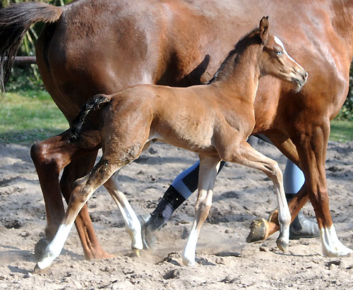Trakehner Stutfohlen von Singolo u.d. Pr. u. StPrSt. Klassic v. Freudenfest u.d. Elitestute Kassuben v. Enrico Caruso - Gestt Hmelschenburg - Beate Langels