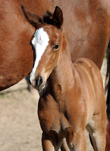 Trakehner Stutfohlen von Singolo u.d. Pr. u. StPrSt. Klassic v. Freudenfest u.d. Elitestute Kassuben v. Enrico Caruso - Gestt Hmelschenburg - Beate Langels