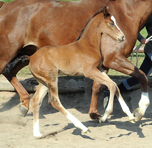 Trakehner Stutfohlen von Singolo u.d. Pr. u. StPrSt. Klassic v. Freudenfest u.d. Elitestute Kassuben v. Enrico Caruso - Gestt Hmelschenburg - Beate Langels