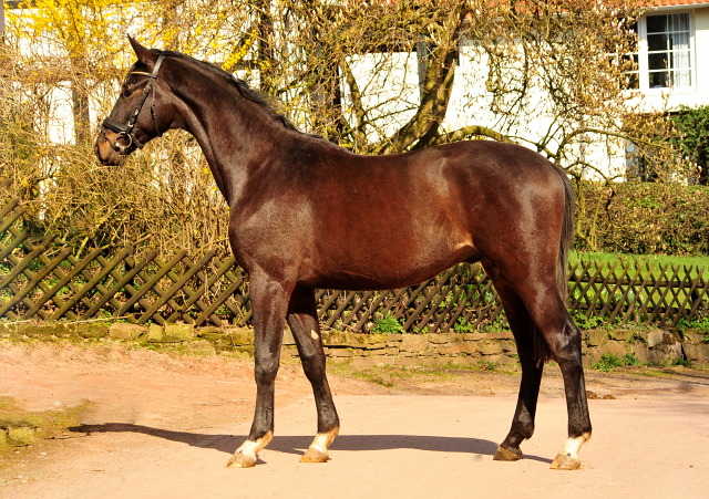 Trakehner Hengst v. Saint Cyr - Foto: Beate Langels - Trakehner Gestt Hmelschenburg