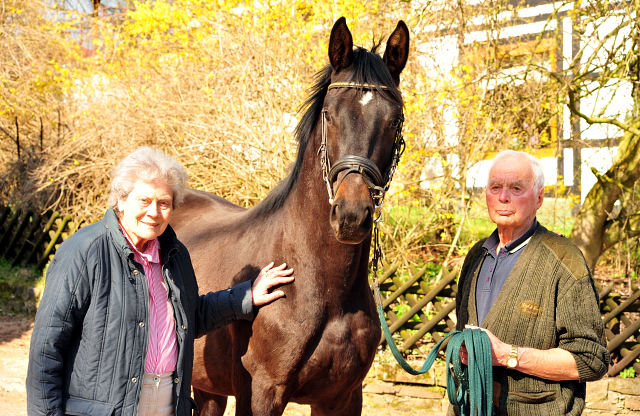 Trakehner Hengst v. Saint Cyr - Foto: Beate Langels - Trakehner Gestt Hmelschenburg