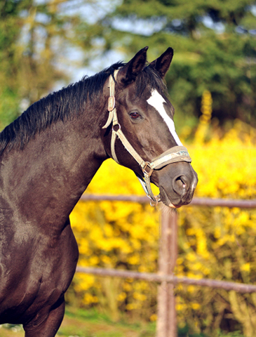 Elitestute Greta Garbo v. Alter Fritz x Kostolany - Gestt Hmelschenburg Beate Langels - Foto: Beate Langels