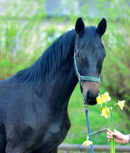 Under Amour v. Saint Cyr x Easy Game (10 Monate alt) in Hmelschenburg - Trakehner Gestt Hmelschenburg - Beate Langels