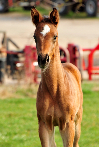 Trakehner Filly by Karakallis out of Val de Vienne by Exclusiv - Foto  Beate Langels