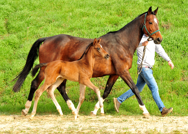 Trakehner Filly by Karakallis out of Val de Vienne by Exclusiv - Foto  Beate Langels