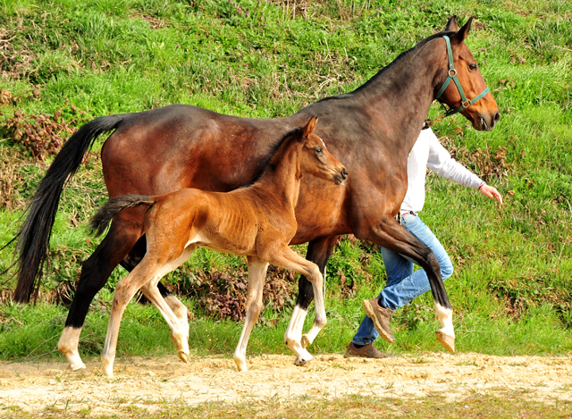 Trakehner Filly by Karakallis out of Val de Vienne by Exclusiv - Foto  Beate Langels