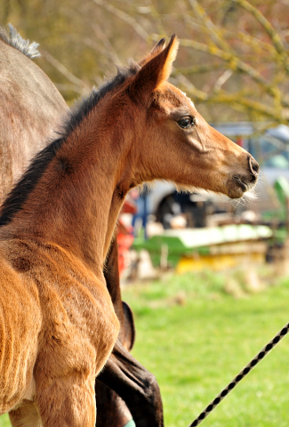 Trakehner Filly by Karakallis out of Val de Vienne by Exclusiv - Foto  Beate Langels