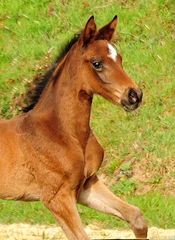 Trakehner Filly by Karakallis out of Val de Vienne by Exclusiv - Foto  Beate Langels