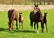 Impressionen vom Mrz 2021 - Trakehner Gestt Hmelschenburg  - Foto: Beate Langels