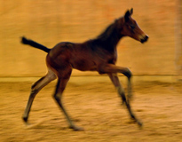 Trakehner Hengstfohlen von Grand Corazon