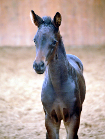 Trakehner Stutfohlen von Oliver Twist u.d. Candy v. Donaufels - Foto: Beate Langels