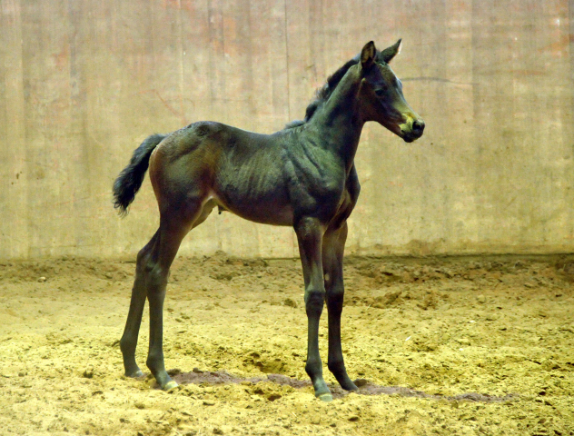 Trakehner Stutfohlen von Oliver Twist u.d. Candy v. Donaufels - Foto: Beate Langels