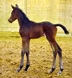 Trakehner Hengstfohlen von Grand Corazon