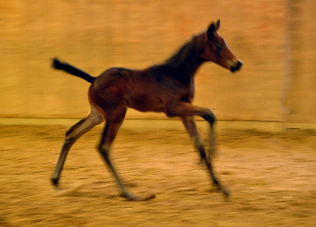 Trakehner Hengstfohlen von Grand Corazon u.d. Caprice - Foto: Beate Langels