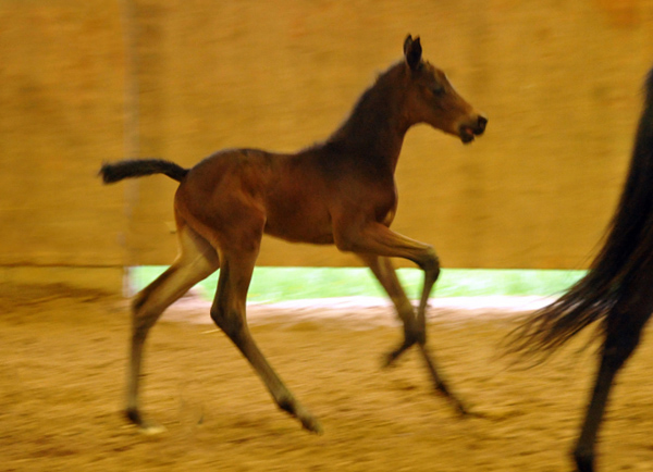 Trakehner Hengstfohlen von Grand Corazon u.d. Caprice - Foto: Beate Langels