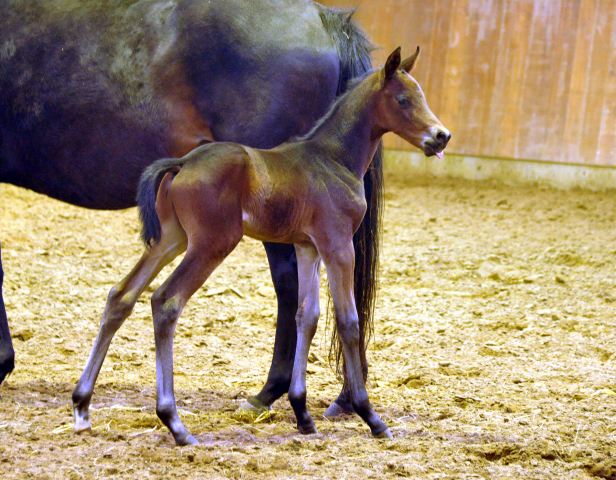 Trakehner Hengstfohlen von Grand Corazon u.d. Caprice - Foto: Beate Langels