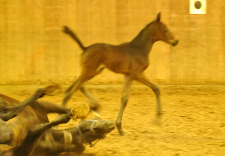 Trakehner Hengstfohlen von Grand Corazon u.d. Caprice - Foto: Beate Langels