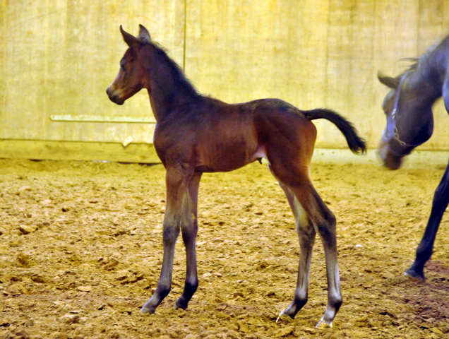 Trakehner Hengstfohlen von Grand Corazon u.d. Caprice - Foto: Beate Langels