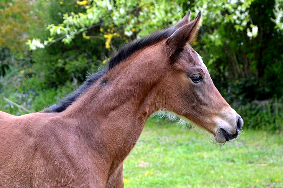 Trakehner Stutfohlen von High Motion u.d. Sacre Elysee v. Exclusiv - copyright Sabine Langels, Trakehner 
Gestt Hmelschenburg