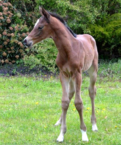 Trakehner Stutfohlen von High Motion u.d. Sacre Elysee v. Exclusiv - copyright Sabine Langels, Trakehner 
Gestt Hmelschenburg