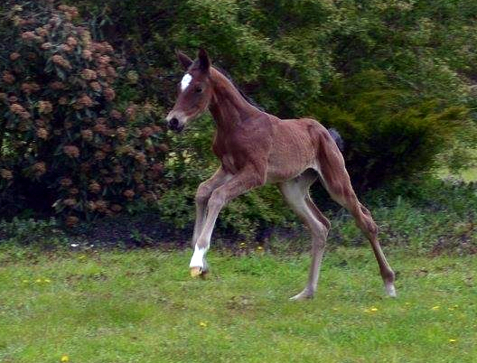 Trakehner Stutfohlen von High Motion u.d. Sacre Elysee v. Exclusiv - copyright Sabine Langels, Trakehner 
Gestt Hmelschenburg