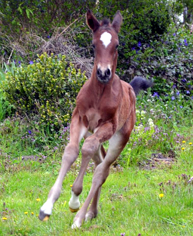 Trakehner Stutfohlen von High Motion u.d. Sacre Elysee v. Exclusiv - copyright Sabine Langels, Trakehner 
Gestt Hmelschenburg