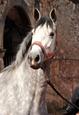 Trakehner Stute Tea Cup von Exclusiv u.d. Teatime v. Summertime - Foto: Beate Langels - Trakehner Gestt Hmelschenburg