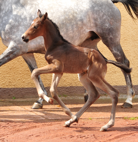 Trakehner Hengstfohlen v. Saint Cyr u.d. Pr.A. TeaCup v. Exclusiv - Foto: Beate Langels - Trakehner Gestt Hmelschenburg