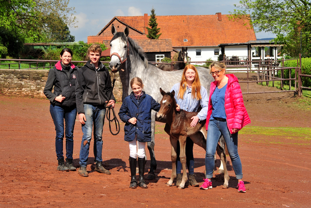 Trakehner Hengstfohlen v. Saint Cyr u.d. Pr.A. TeaCup v. Exclusiv - Foto: Beate Langels - Trakehner Gestt Hmelschenburg