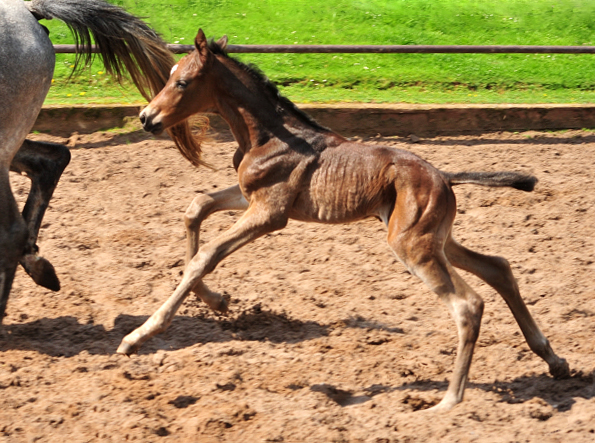 Trakehner Hengstfohlen v. Saint Cyr u.d. Pr.A. TeaCup v. Exclusiv - Foto: Beate Langels - Trakehner Gestt Hmelschenburg