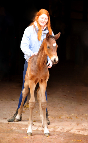 Trakehner Hengstfohlen v. Saint Cyr u.d. Pr.A. TeaCup v. Exclusiv - Foto: Beate Langels - Trakehner Gestt Hmelschenburg