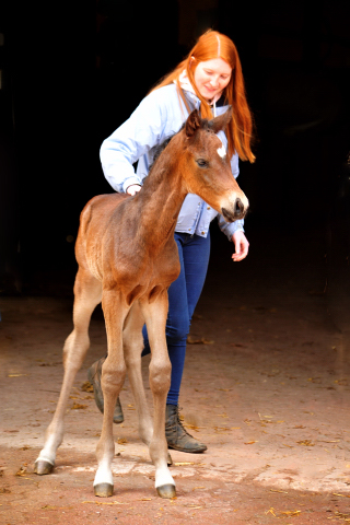 Trakehner Hengstfohlen v. Saint Cyr u.d. Pr.A. TeaCup v. Exclusiv - Foto: Beate Langels - Trakehner Gestt Hmelschenburg