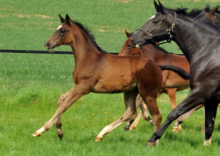  Trakehner Hengstfohlen von Summertime u.d. Thirica v. Enrico Caruso