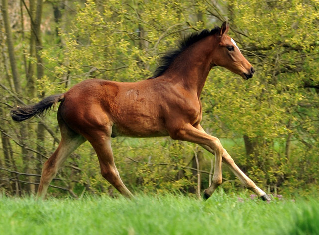 Trakehner Stutfohlen von Saint Cyr u.d. Prmien- und Staatsprmienstute Karena v. Freudenfest - Foto: Beate Langels, Trakehner Gestt Hmelschenburg