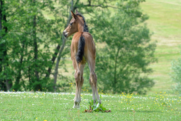 Westflisches Stutfohlen von Saint Cyr u.d. Frstenrose v. Frst Piccolo, Zchter: Thomas Schrder