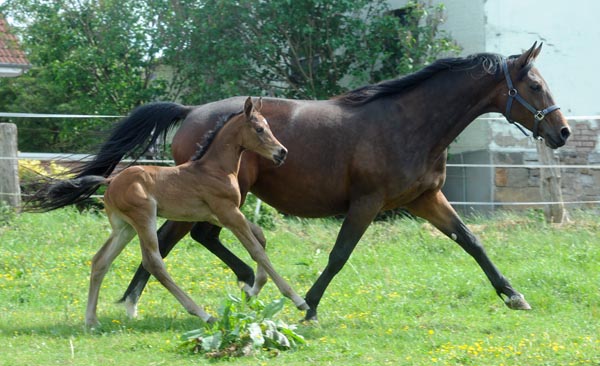 Westflisches Stutfohlen von Saint Cyr u.d. Frstenrose v. Frst Piccolo, Zchter: Thomas Schrder