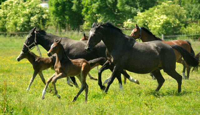 Stuten und Fohlen im Gestüt Schäplitz - Foto: Beate Langels
