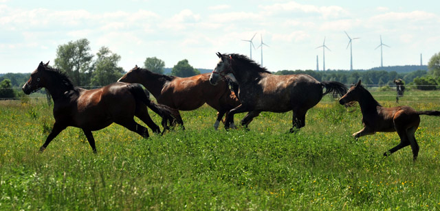 Stuten und Fohlen im Gestüt Schäplitz - Foto: Beate Langels