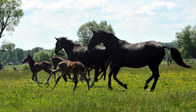 Stuten und Fohlen im Gestt Schplitz - Foto: Beate Langels