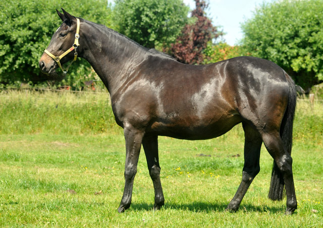 Sacre d'Elysee von Exclusiv u.d. Elitestute Sacre Noir v. Kostolany - Foto: Beate Langels